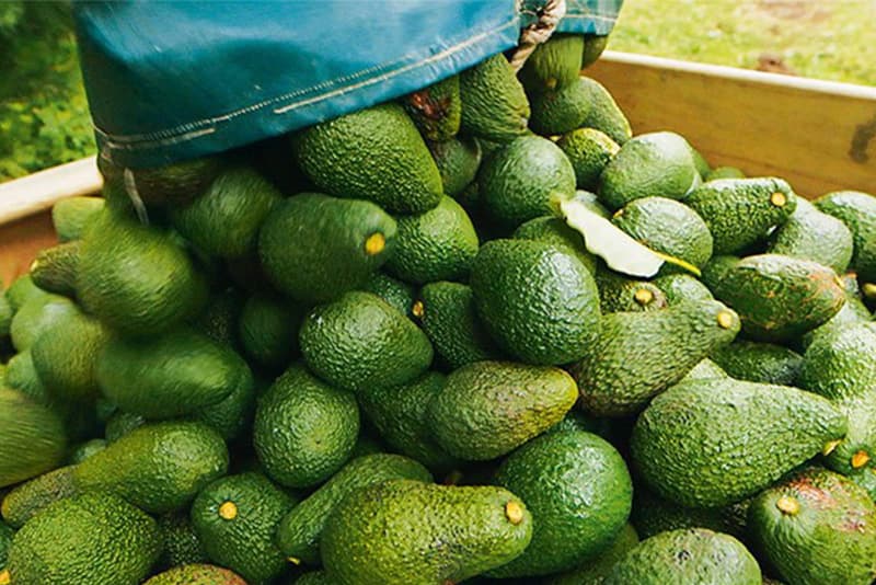 images/1675667697549avocado sorting machine.jpg